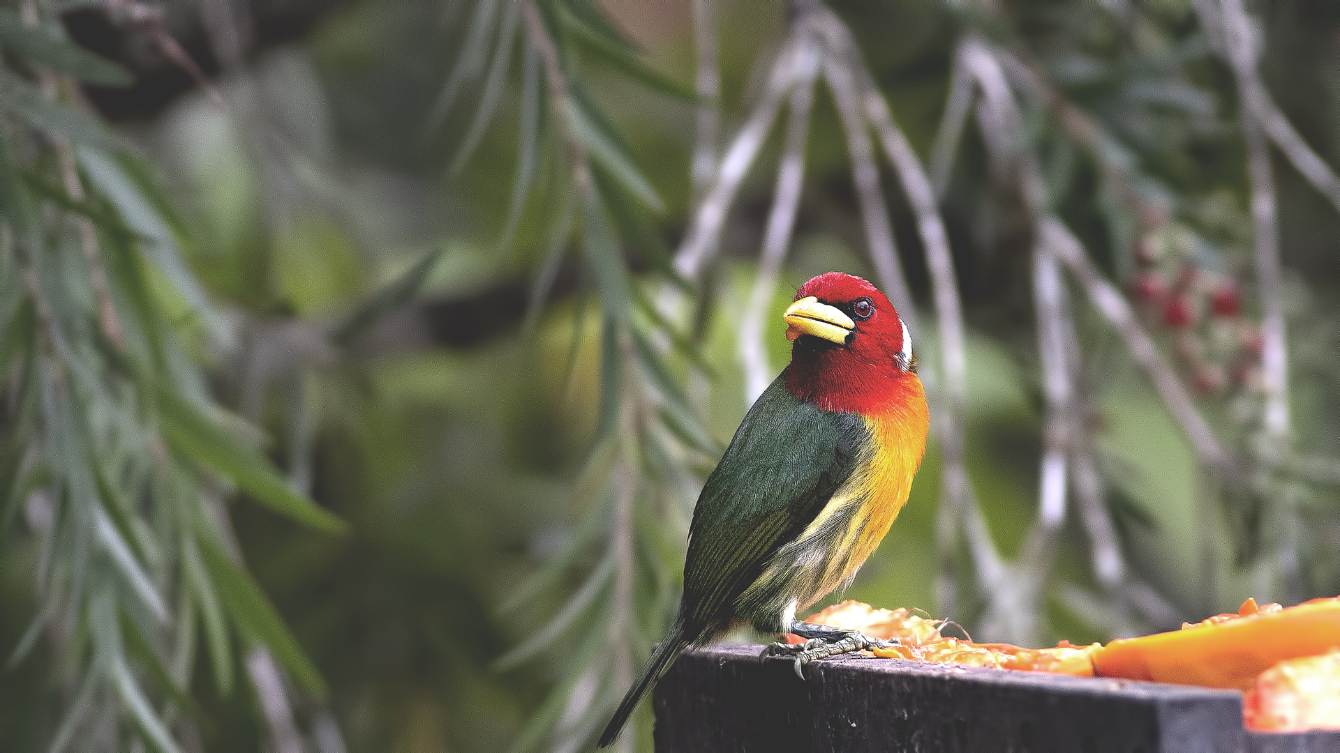Red-headed Barbet